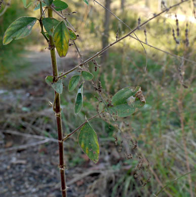 image of Desmodium tortuosum, Florida Tick-trefoil, dixie tick-trefoil