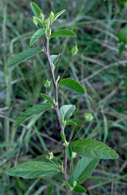 image of Sida rhombifolia var. rhombifolia, Arrowleaf Sida, Diamondleaf Fanpetal, Cuban Jute