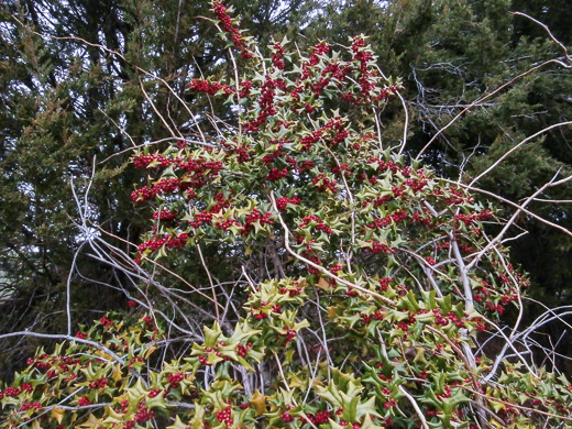 image of Ilex cornuta, Chinese Holly, Burford Holly