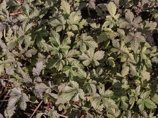 image of Humulus scandens, Japanese Hops