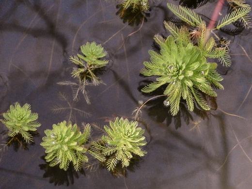 image of Myriophyllum aquaticum, Parrot-feather