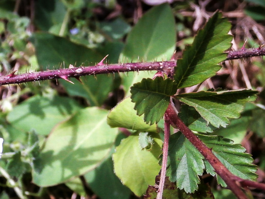 image of Rubus trivialis, Southern Dewberry, Coastal Plain Dewberry