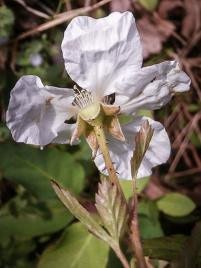 image of Rubus trivialis, Southern Dewberry, Coastal Plain Dewberry