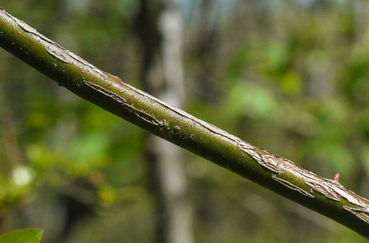 image of Vaccinium elliottii, Mayberry, Elliott's Blueberry