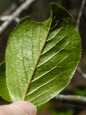 image of Viburnum rufidulum, Rusty Blackhaw, Blue Haw, Southern Blackhaw, Rusty Haw