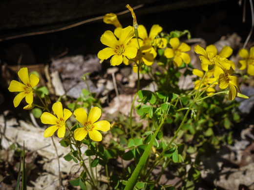 image of Oxalis colorea, Small's wood-sorrel, Tufted Yellow Wood-sorrel, (NOT Sadie Price’s Yellow Wood-sorrel)