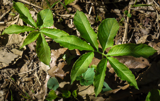 image of Arisaema dracontium, Green Dragon