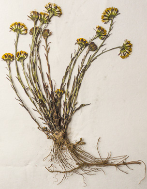 image of Tussilago farfara, Coltsfoot