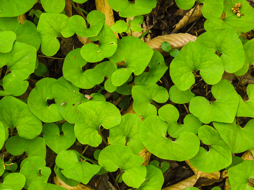 image of Asarum reflexum, Reflexed Wild Ginger