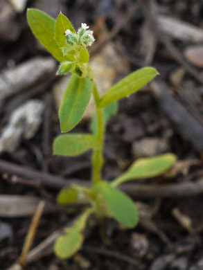 image of Myosotis macrosperma, Bigseed Forget-me-not, Scorpion-grass, Largeseed Forget-me-not