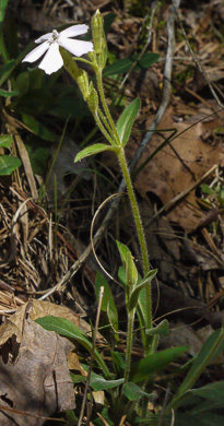 image of Silene caroliniana var. caroliniana, South Carolina Wild-pink, Rock Catchfly, Carolina Pink