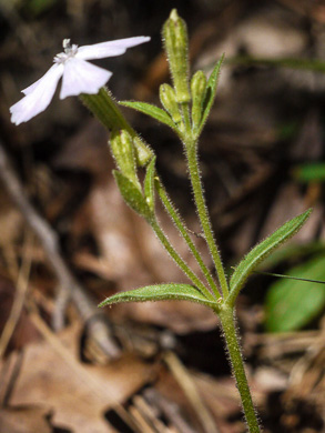 image of Silene caroliniana var. caroliniana, South Carolina Wild-pink, Rock Catchfly, Carolina Pink