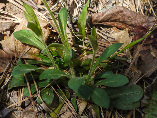 image of Silene caroliniana var. caroliniana, South Carolina Wild-pink, Rock Catchfly, Carolina Pink