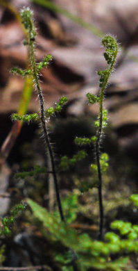 image of Myriopteris lanosa, Hairy Lipfern