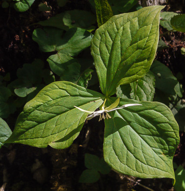 Trillium erectum, Red Trillium, Purple Trillium, Stinking Willie, Stinking Benjamin