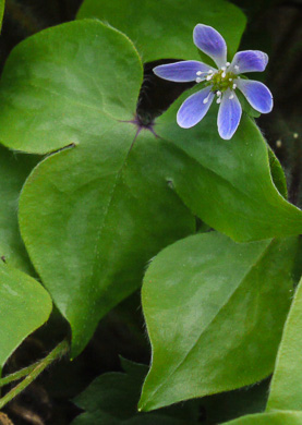 Sharp-lobed Hepatica