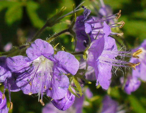 image of Phacelia bipinnatifida, Fernleaf Phacelia, Purple Phacelia, Forest Phacelia