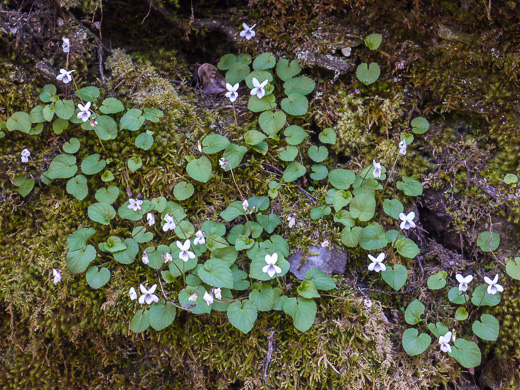 image of Viola blanda, Sweet White Violet