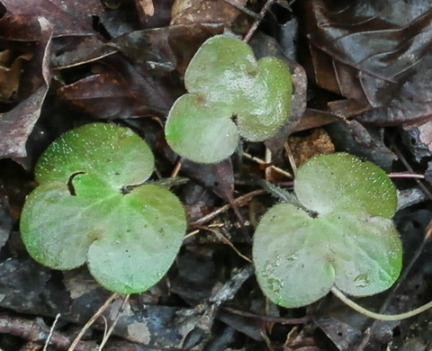 image of Hepatica americana, Round-lobed Hepatica, Round-lobed Liverleaf