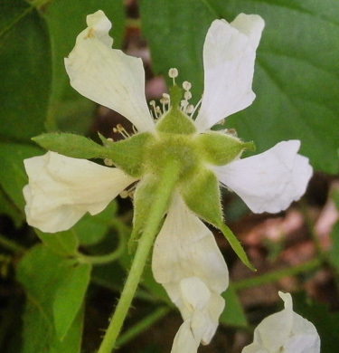 Rubus flagellaris, Common Dewberry, Northern Dewberry