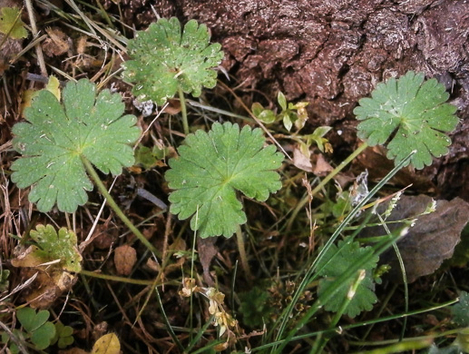 image of Geranium molle, Dove's-foot Cranesbill