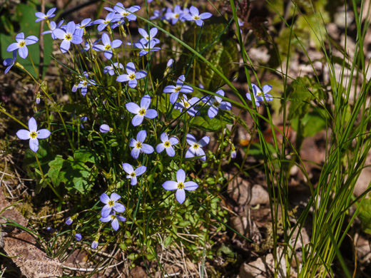 image of Houstonia caerulea, Quaker Ladies, Common Bluet, Innocence, Azure Bluet