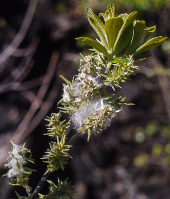 catkin