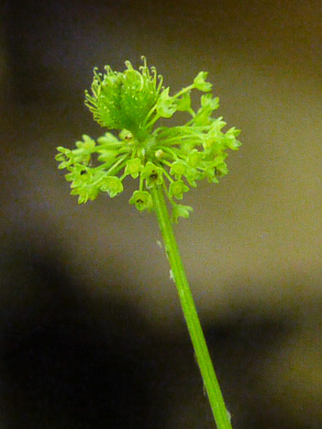 Sanicula odorata, Clustered Snakeroot, Clustered Sanicle, Yellow-flowered Snakeroot, Fragrant Snakeroot