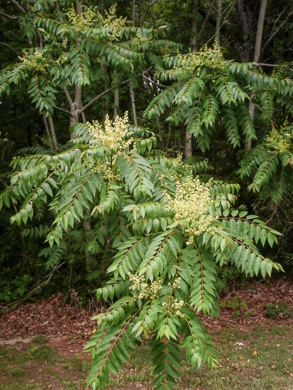 image of Ailanthus altissima, Ailanthus, Tree-of-heaven, Stink-tree