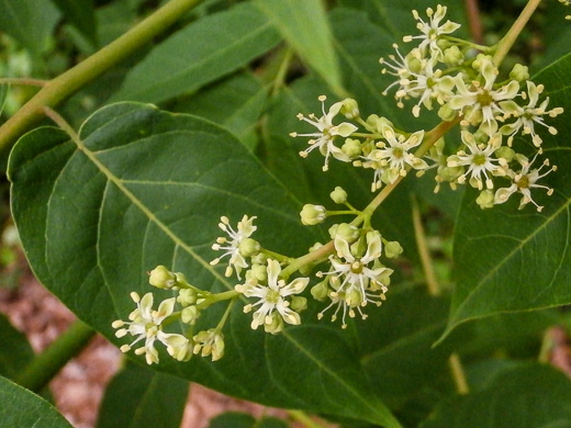 image of Ailanthus altissima, Ailanthus, Tree-of-heaven, Stink-tree