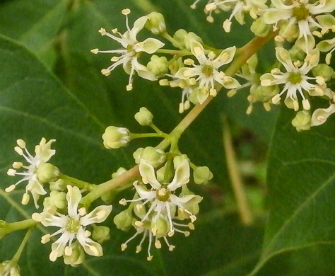 image of Ailanthus altissima, Ailanthus, Tree-of-heaven, Stink-tree