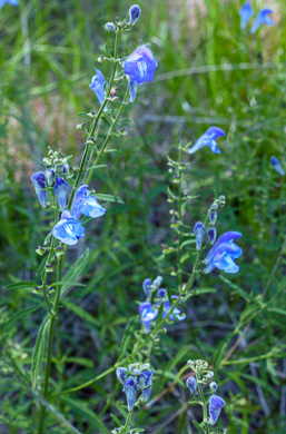 image of Scutellaria integrifolia, Hyssop Skullcap, Narrowleaf Skullcap