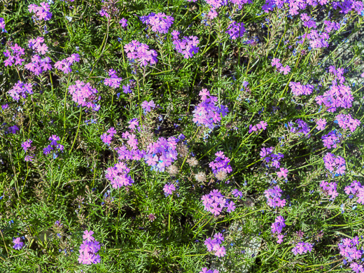 image of Glandularia aristigera, Moss Vervain, South American Vervain, Moss Verbena