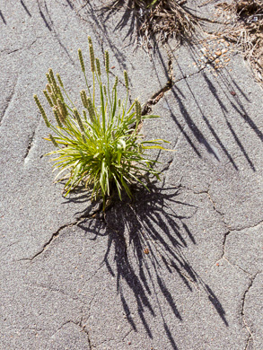 image of Plantago wrightiana, Wright's Plantain