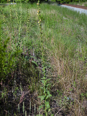 image of Verbascum virgatum, Wand Mullein, Twiggy Mullein, Moth Mullein