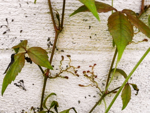 image of Parthenocissus quinquefolia, Virginia Creeper