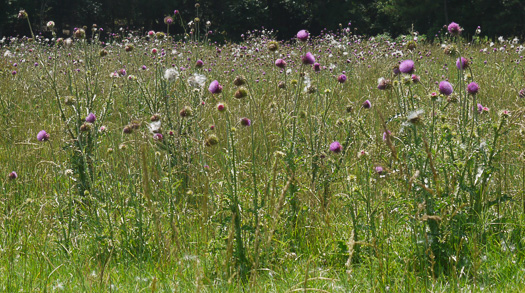 image of Carduus nutans, Nodding Thistle, Musk Thistle