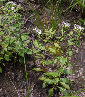 image of Sericocarpus caespitosus, Toothed Whitetop Aster