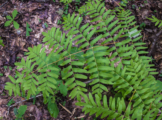 image of Osmunda spectabilis, American Royal Fern