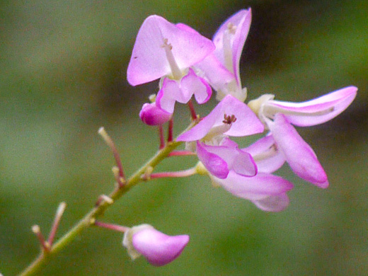 image of Hylodesmum glutinosum, Heartleaf Tick-trefoil, Clusterleaf Tick-trefoil, Pointedleaf Tick-Trefoil