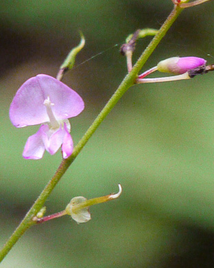 image of Hylodesmum glutinosum, Heartleaf Tick-trefoil, Clusterleaf Tick-trefoil, Pointedleaf Tick-Trefoil