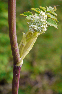 image of Angelica venenosa, Hairy Angelica, Downy Angelica, Deadly Angelica, Woodland Angelica