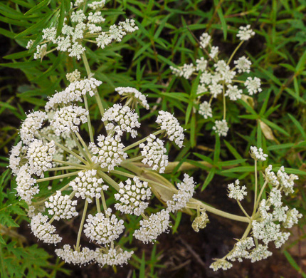 image of Angelica venenosa, Hairy Angelica, Downy Angelica, Deadly Angelica, Woodland Angelica