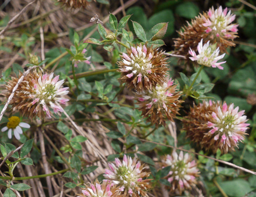 image of Trifolium vesiculosum, Arrowleaf Clover