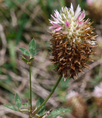 image of Trifolium vesiculosum, Arrowleaf Clover