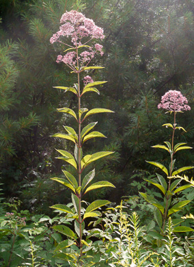 image of Eutrochium fistulosum, Hollow-stem Joe-pye-weed