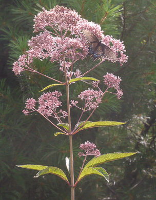 image of Eutrochium fistulosum, Hollow-stem Joe-pye-weed