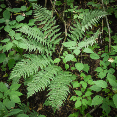 image of Dryopteris marginalis, Marginal Woodfern, Marginal Shield-fern