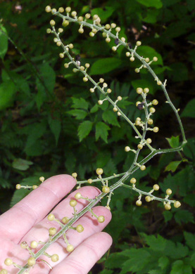 image of Actaea podocarpa, Mountain Black Cohosh, American Cohosh, Late Black Cohosh