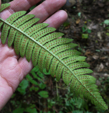 image of Dryopteris goldieana, Goldie's Woodfern